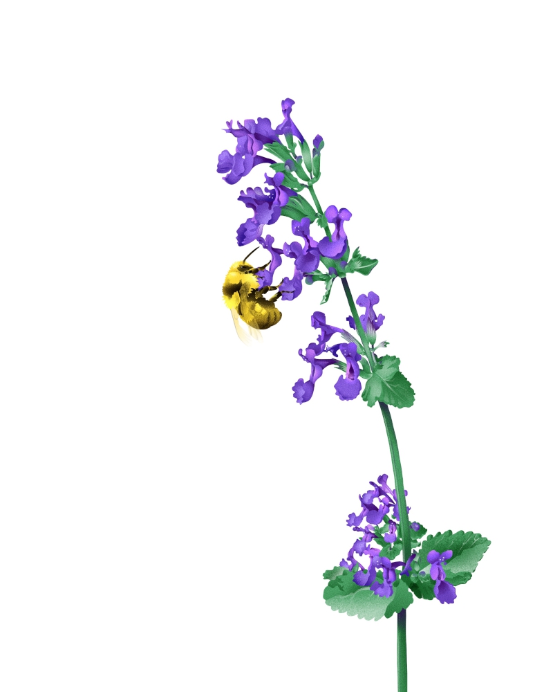Wildlife illustration of bumble bee sipping nectar from nepeta or catmint flower.